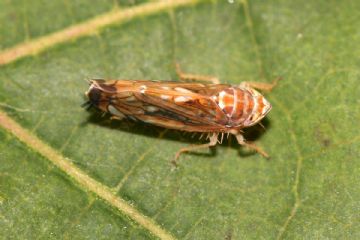 Flavescenza dorata disposizioni Regione Piemonte